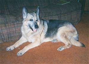 Kelly the German Shepherd laying in front of a couch on a carpet with its mouth open and its tongue out
