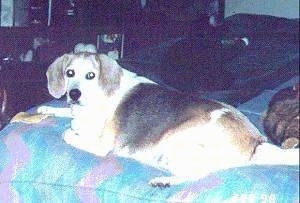 Sammy the Beagle laying on a bed