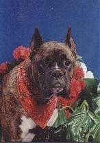 Buster the Brindle Boxer wearing a bandana posing for a photo