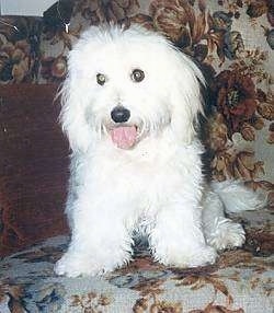 Tiffany the dog sitting on a couch with its mouth open and tongue out