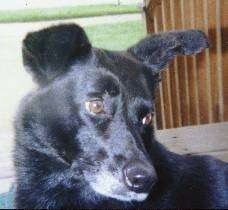 Close Up - Bandit the Mutt dog looking back into the distance