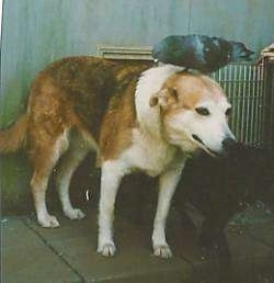 Honey the German Shepherd/Collie mix standing on the porch with its head down