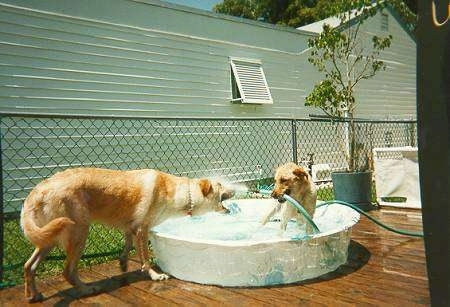 Two Golden Retrievers are playing on a porch. One is in a kiddie pool and it has a water hose in its mouth. It is pointing a water hose to the other dog, who is biting at the water stream