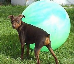 A black and tan Miniature Pinscher is standing in grass with a large green ball behind it. The ball is larger than the dog.