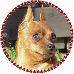 Close up head shot - A tan Miniature Pinscher is sitting outside and its head is turned to the right, but it is looking forward.