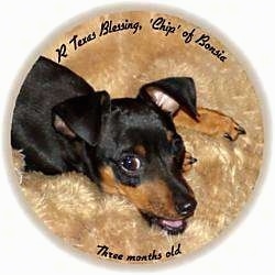 Upper body shot - A black and tan Miniature Pinscher is laying down on a furry rug.