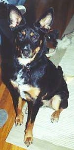 A perk-eared, black with tan Australian Cattle Dog/Doberman mix is sitting on a tan throw rug on top of a hardwood floor and looking up.