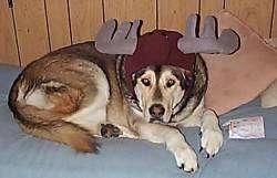 A brown with tan and white Malamute/Labrador mix is laying on a bed and it is wearing a hat that has antlers on it.