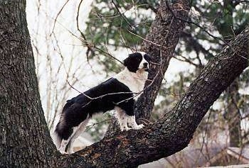 Meg the Border Collie mix is standing  up high in a tree and looking to the left