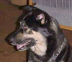 Side view head shot - A black with tan German Shepherd/Rottweiler/Husky mix is wearing a choak chain collar looking to the left. Its mouth is open and tongue is out.
