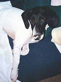 Close up upper body shot - A drop eared, white with black English Pointer mix is laying on its left side looking up. Its head is on a green pillow.