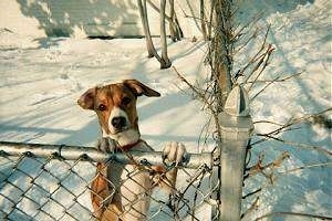 A tan with white hound-looking, tricolor, mixed breed dog is standing out in snow in a back yard jumped up with its front paws on top of a chain link fence.