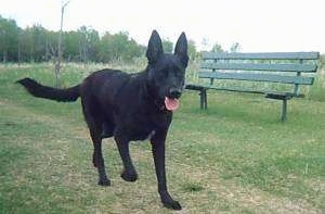 A perk-eared, black with white black Labrador/German Shepherd mix is running across grass. Its mouth is open and its tongue is out. There is a green bench behind it.