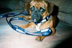 Close Up - Lizzy the Cheeks Puppy is laying on a couch with a leash snapped to her collar