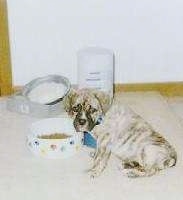 A brown brindle Olde English Bulldogge puppy is sitting on a carpeted floor and it is looking forward. Behind is a food bowl and a self filling water dish.