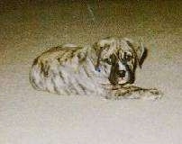 A brown brindle Olde English Bulldogge puppy is laying across a carpet with its back forward looking forward.