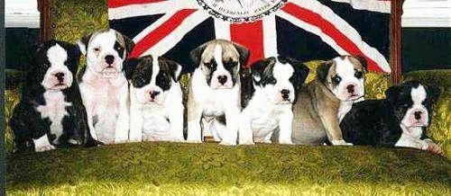 A litter of 7 Original English Bulldogge puppies lined up in a row sitting and laying in an arm chair.