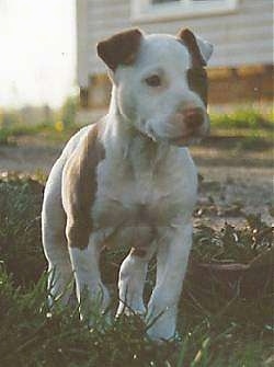 The front right side of a white with brown American Pit Bull Terrier Puppy that is outside on grass and it is looking to the right.