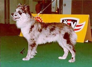 Right Profile - Pyrenean Shepherd standing on a green floor in front of a yellow sign