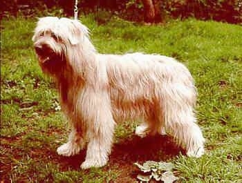 Pyrenean Shepherd standing on grass outside with its mouth open