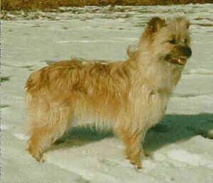 Right Profile - Pyrenean Shepherd standing in snow with its mouth open