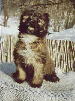 Pyrenean Shepherd Puppy sitting outside on a rug in front of a fence