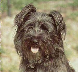 Close Up head shot - Pyrenean Shepherd with its mouth open and tongue out