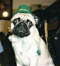 Close up - A tan with black Pug is sitting on a carpet and it is looking down. It is wearing a green Saint Patty's Day hat and a white lace ribbon with a four leaf clover on it around its neck.