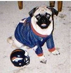 The right side of a tan with black Pug that is sitting on a carpet, it is looking forward and it looks like it is smiling. The pug is wearing a John Elway Jersey and there is a Denver Broncos helmet to the left of it.