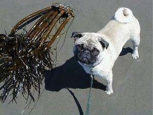 A tan with black Pug is standing on a sandy beach next to a sea plant. The Pug is looking up.