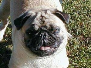 Close up head shot - A smiling tan with black Pug is standing in grass and it is looking up. Its mouth is open