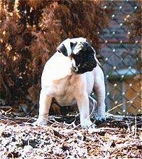 A tan with black Pug puppy is standing on brown grass and it is looking to the right. It has a chainlink fence behind it.