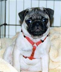 Front view - A tan with black Pug puppy is sitting on a blanket in a crate and it is looking forward.