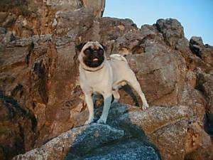 A tan with black Pug is standing on a rock in front of a large cliff looking to the right. Its mouth is open and it looks like it is smiling.