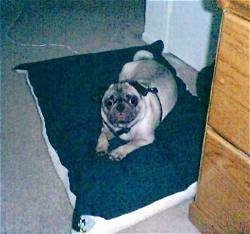 A tan with black Pug is laying on a black pillow and it is looking up and to the left.