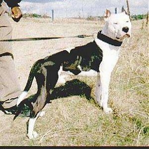 The right side of a black and white American Pit Bull Terrier that is standing on grass, it is looking forward and there is a person standing behind it.