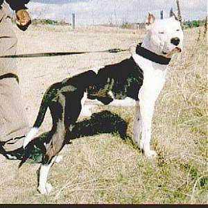 African Pit Bull African Pit Bull