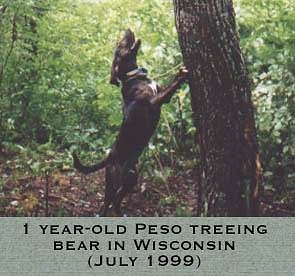 A black Plott Hound is standing up against a tree in the woods.