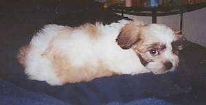 The back side of a tan and white with black Shih-Poo puppy that is laying across a blue couch and it is looking forward.