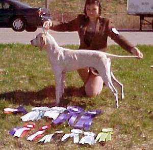 Left Profile - A white with tan Porcelaine dog is posing in a show stack in grass by a person who is behind it. It has a bunch of ribbons in front of it.