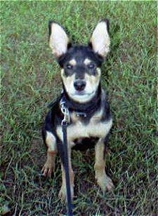 View from the front - A perk-eared, black with tan Rottweiler/German Shepherd puppy is sitting on grass looking up.