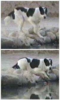 Top Photo - Central Asian Ovtcharka standing on rocks. Bottom Photo - Central Asian Ovtcharka is laying on rocks in front of water