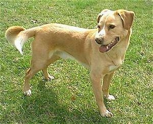 Mongrel = Mixed Breed Dogs – Mutt or Mutts
