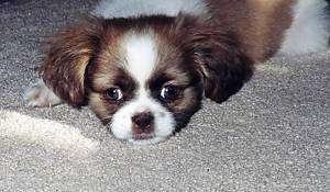 Close up view from the front - A white with brown and black Shih-Tzu mix puppy is laying down on a tan carpet.