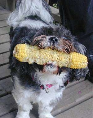 Shih+tzu+dogs+images