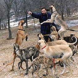 Nine Sloughis are surrounding a man with an item in his hand. Three of the dogs are jumping in the air.