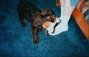 A curly coated, brown Spanish Water Dog puppy has a plush bone toy in its mouth and it is standing near a persons feet.