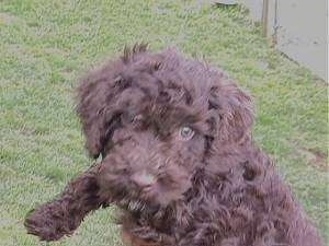 Close up - A fluffy little brown Spanish Water Dog puppy is being held in the air outside, it is looking forward and its head is slightly tilted to the right.