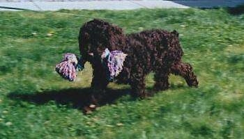A curly coated, brown Spanish Water Dog puppy is walking across a grassy lawn with a rope toy in its mouth.