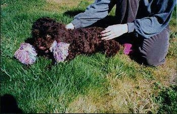A brown Spanish Water Dog puppy is laying in a yard with a rope toy in its mouth. There is a person behind it touching both sides of the puppy.
